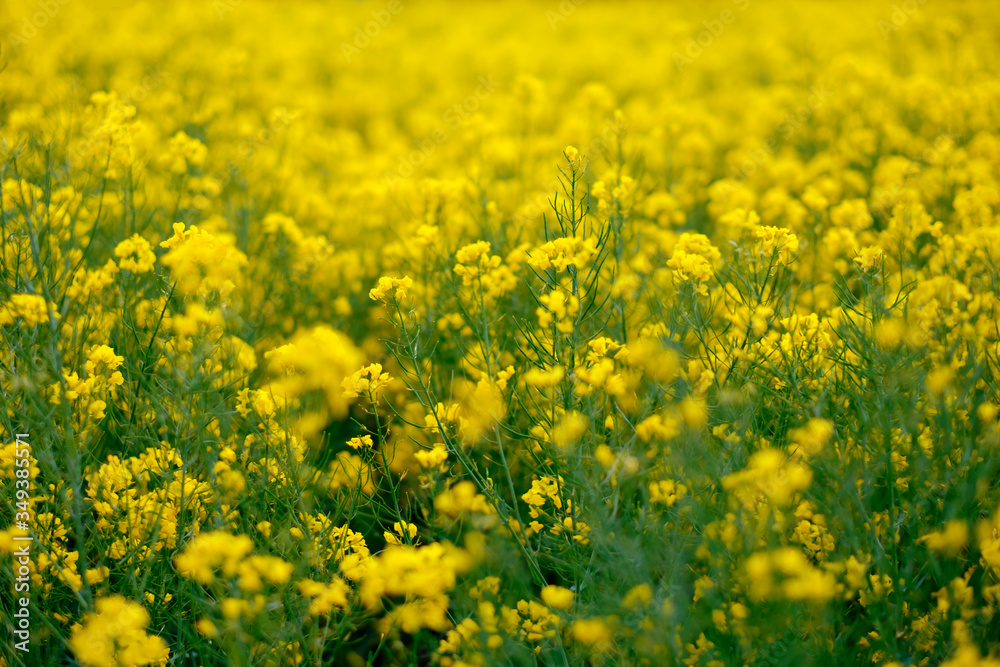 Yellow flowers of blooming rapeseed on the field in Germany. Yellow flowers of blooming rapeseed on the field in Germany.