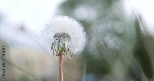 dandelion on a green background