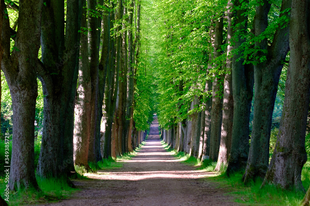 Fototapeta premium Beautiful poplar alley with spring green foliage.