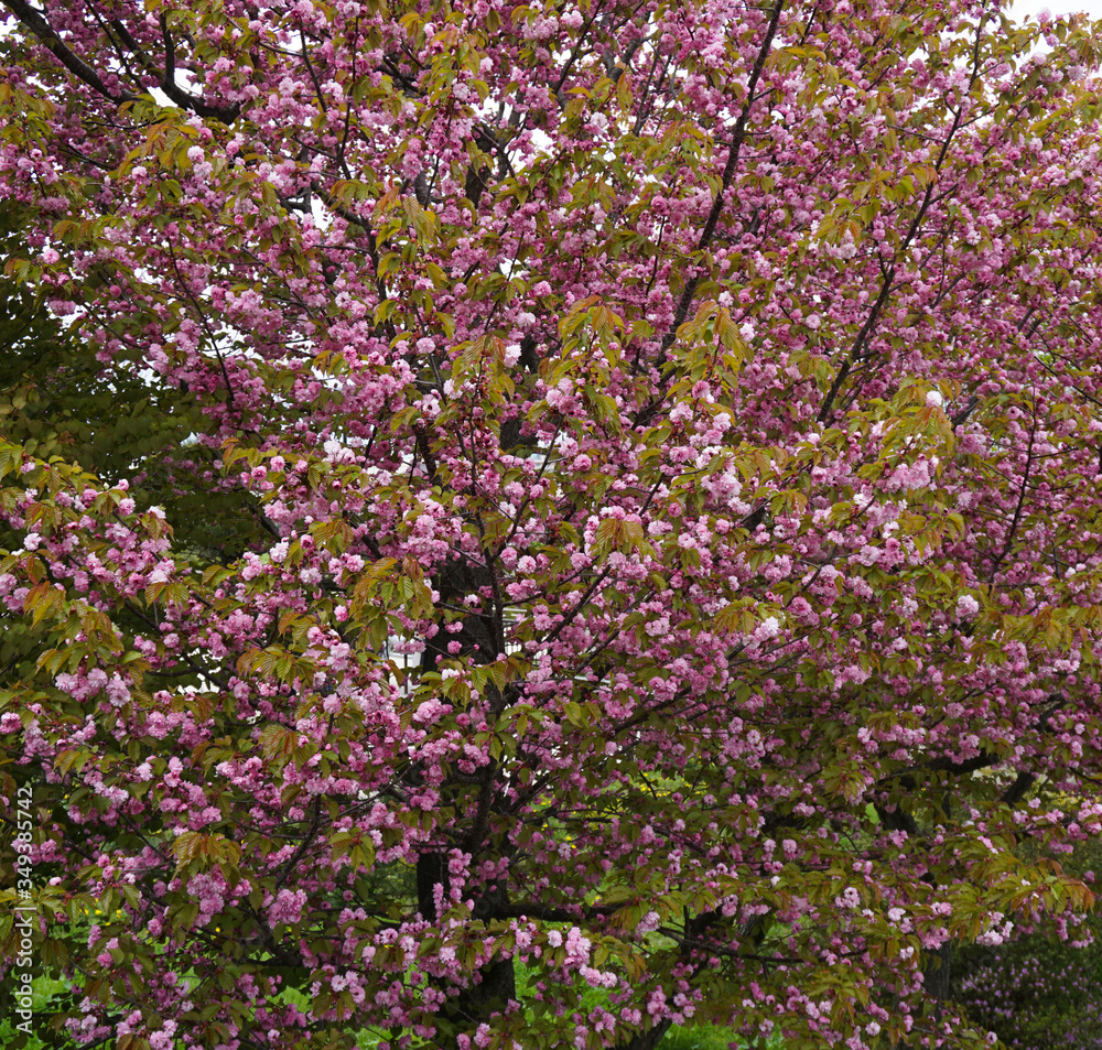 Pink cherry blossom tree Japan.