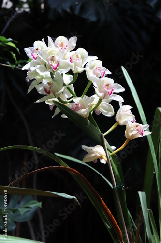 Orchidée Phalaenopsis appelée aussi orchidée papillon