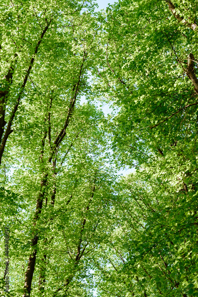 Obraz premium Beautiful forest with spring fresh green foliage.