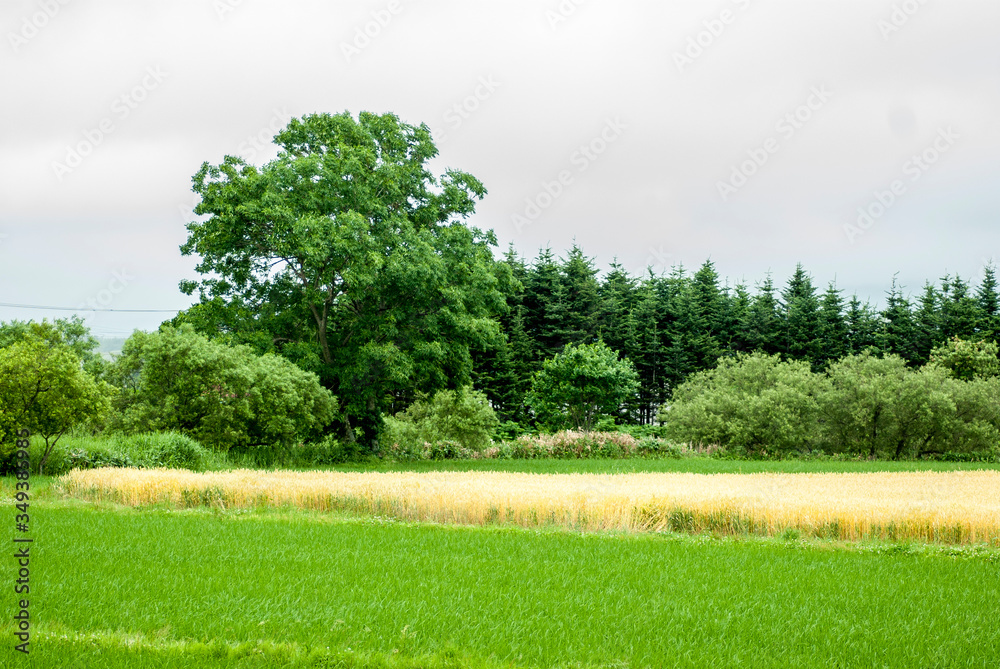 Fototapeta premium 最盛期の小麦畑 秋蒔き 北海道