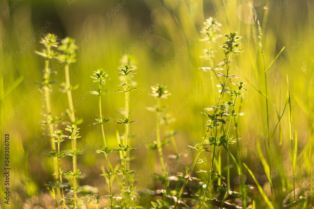 Obraz premium Close-up of wild grasses and flowers in the golden rays of the sun, can be used as a natural background.