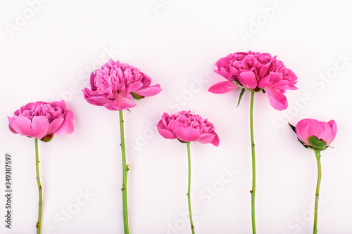 Border of of different sizes of pink peony flowers on the stalks on light background.