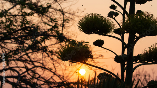 silhouette of a tree