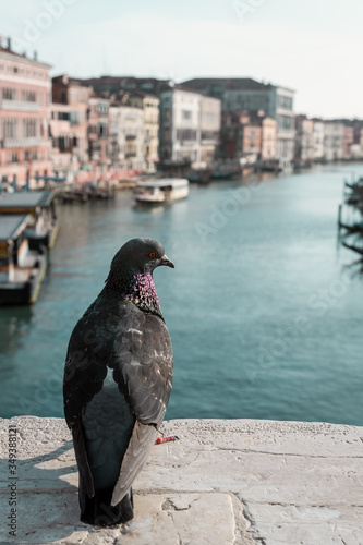 back view of a pigeon resting on the Rialto Bridge ,grand canal in the background