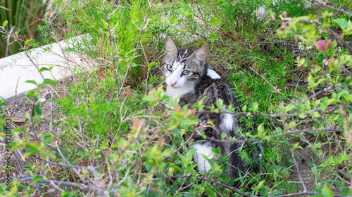 wolf in the grass