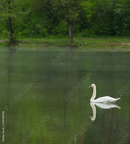  a gentle lonely white swan swims on a beautiful forest lake