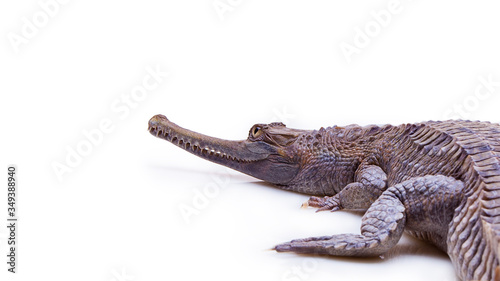 false gharial crocodile isolated on white background with clipping path and copy space