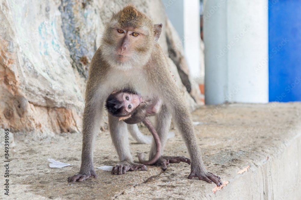 female monkeys , mom with his baby breastfeeding. 