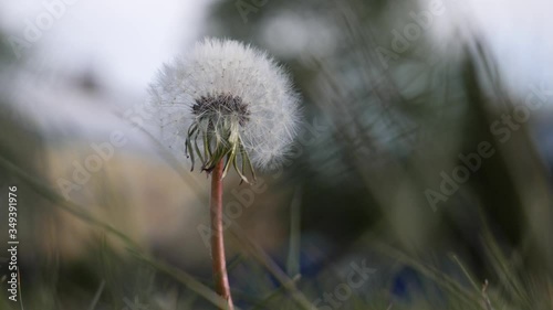 isolated dandelion in the wind