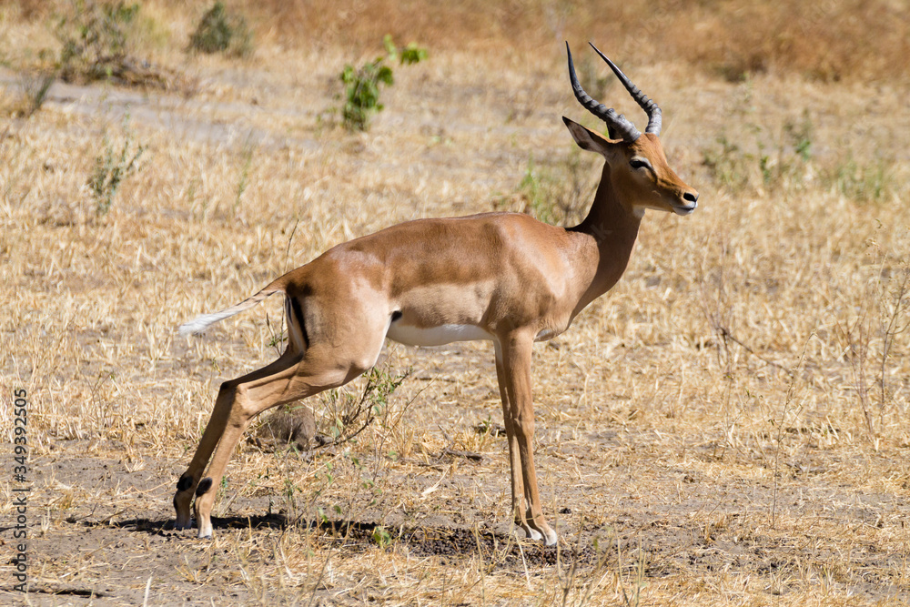 Impala close up, Tarangire National Park, Tanzania Impala close up, Tarangire National Park, Tanzania