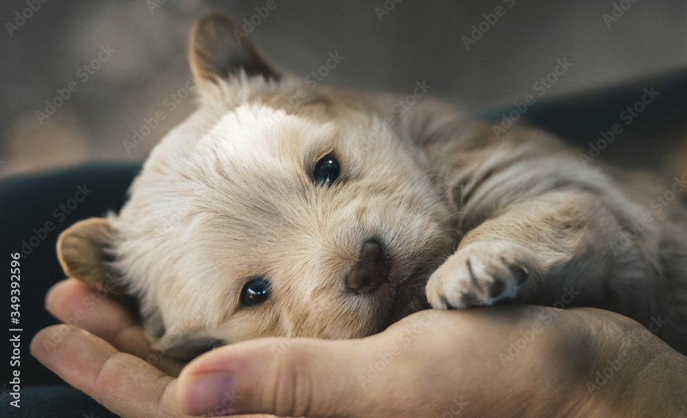 A cute little beige puppy is lying on the palm of his hand and looking at the camera. A cute little beige puppy is lying on the palm of his hand and looking at the camera.