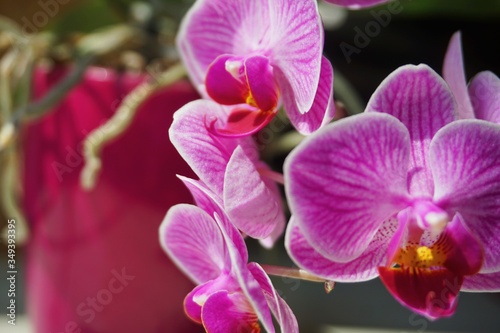 Orchidee Knabenkrautgew  chs Orchidaceae