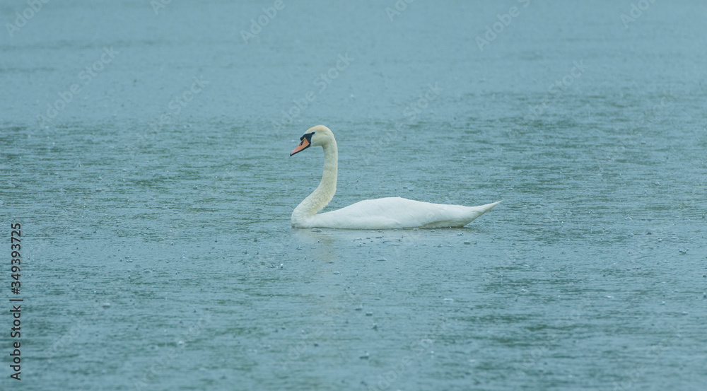 Fototapeta premium a gentle lonely white swan floats on the surface of a beautiful forest lake in the rain
