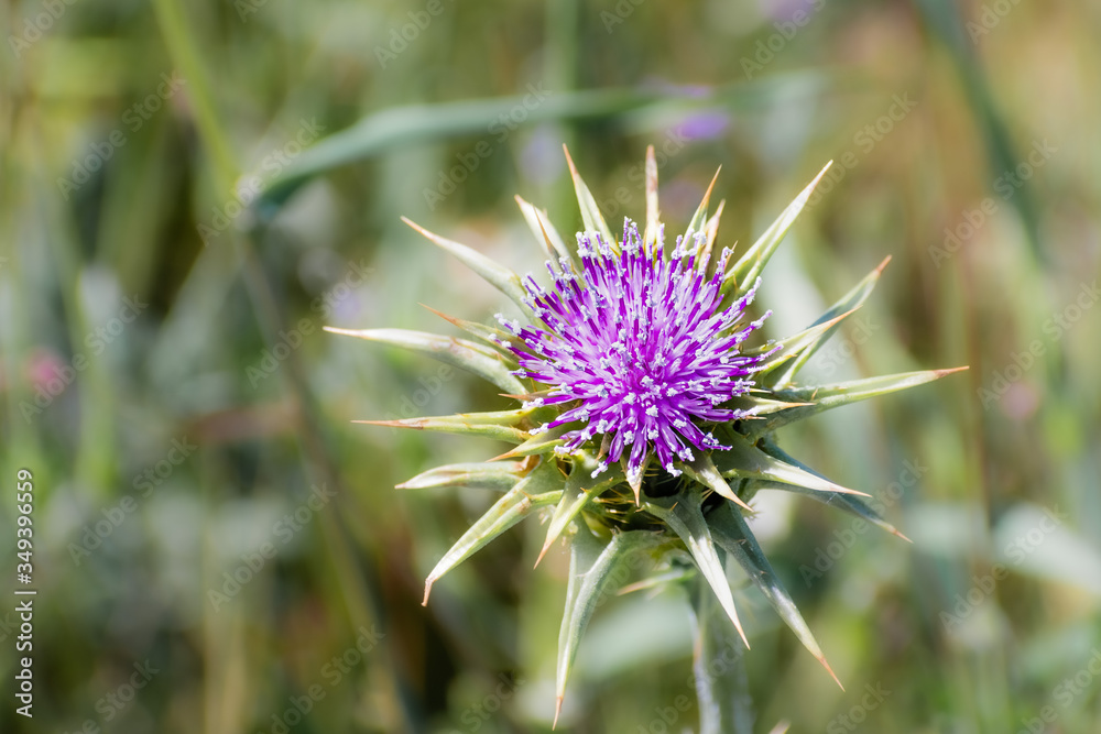 Close up of milk thistle (Silybum marianum) blooming in San Francisco bay area, California; native of Southern Europe through to Asia Close up of milk thistle (Silybum marianum) blooming in San Francisco bay area, California; native of Southern Europe through to Asia