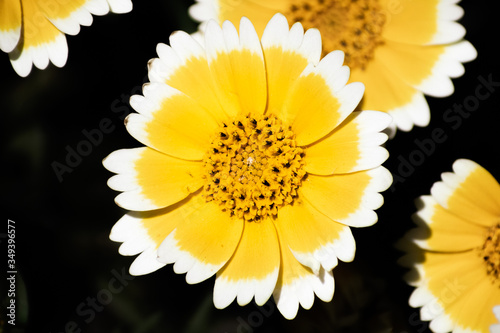 Close up of Layia platyglossa wildflower, commonly called coastal tidytips, blooming in Santa Cruz mountains; California; dark background photo