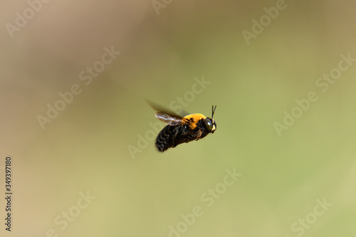 クマバチの飛翔 © kogera