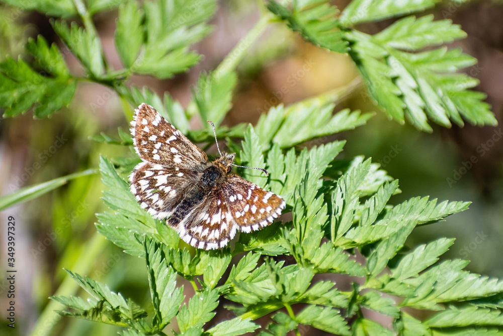 Close up of Two-banded Checkered Skipper (Pyrgus ruralis) butterfly resting on a plant; Santa Cruz mountains, California Close up of Two-banded Checkered Skipper (Pyrgus ruralis) butterfly resting on a plant; Santa Cruz mountains, California