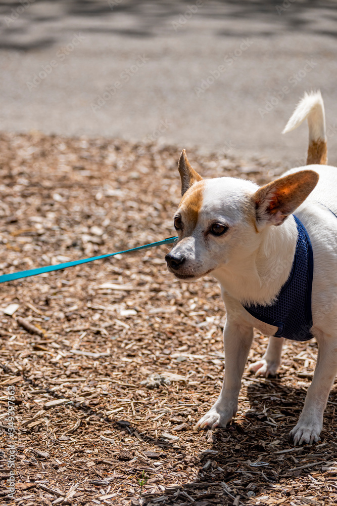 Distinctive small dog #20 Distinctive small dog #20