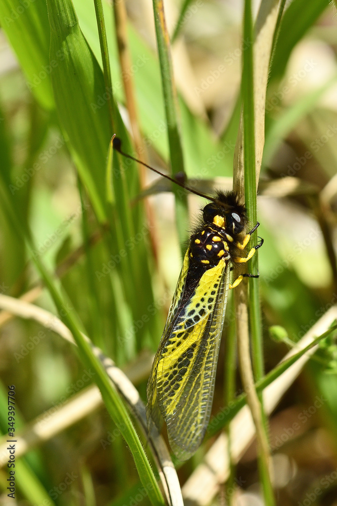 Fototapeta premium キバネツノトンボ