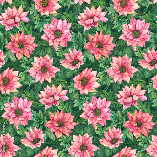 Watercolor pink chrysanthemum flowers green leaves seamless pattern texture background