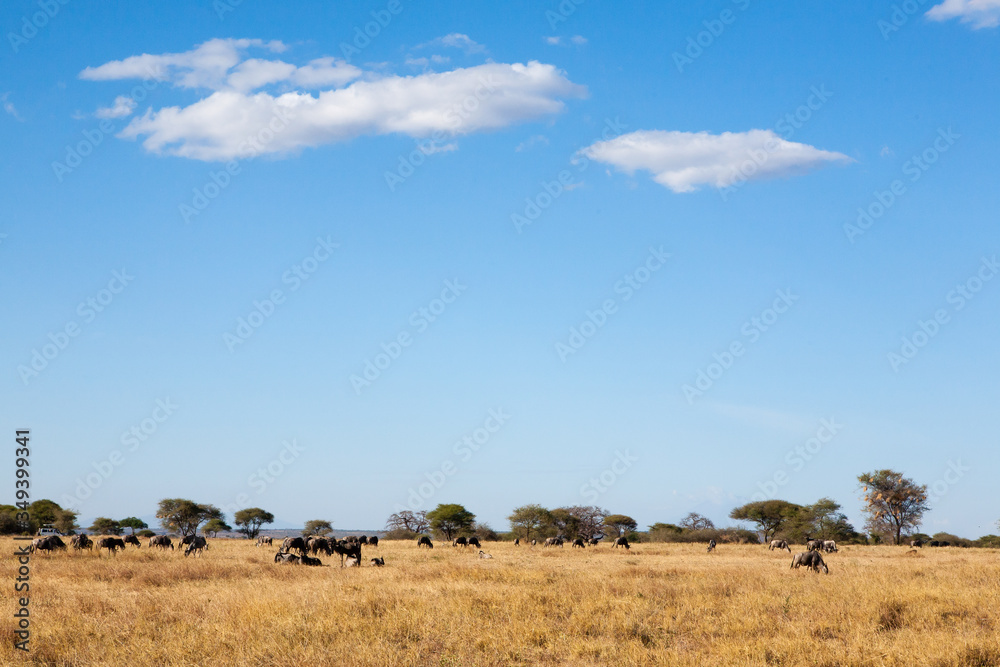 Tarangire National Park panorama, Tanzania, Africa Tarangire National Park panorama, Tanzania, Africa