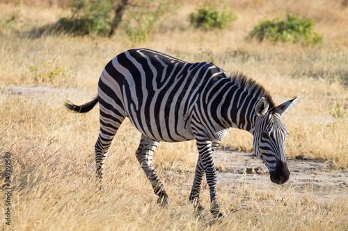 Zebra close up  Tarangire National Park  Tanzania
