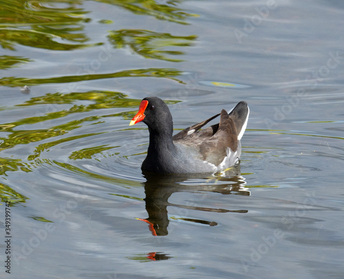 Common gallinule with black, brown, and white feathers and a yellow tipped red beak and forehead is swimming in blue green water.