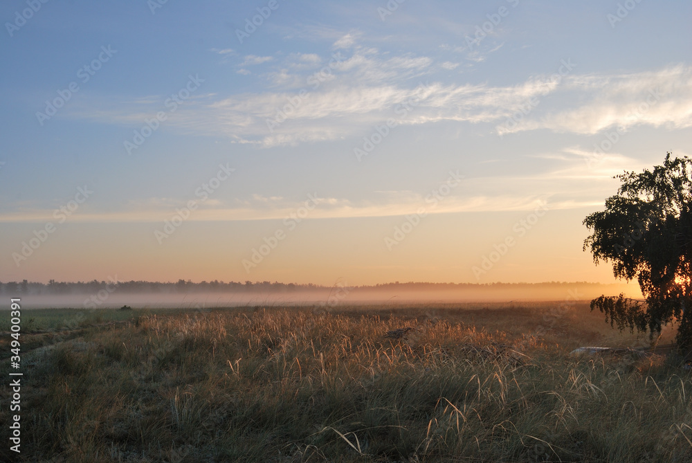 Morning in the field Morning in the field