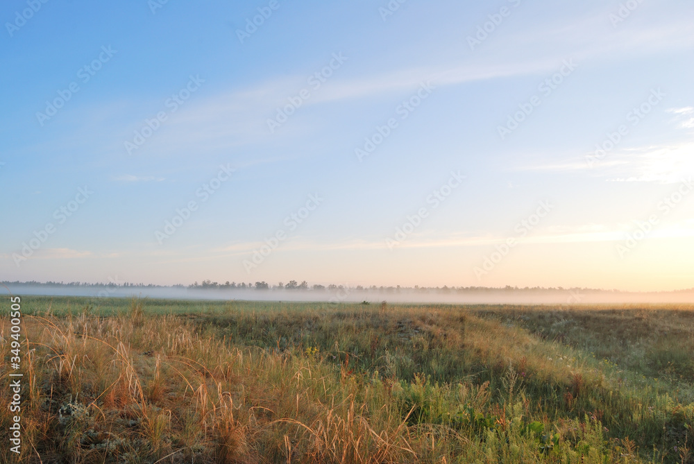 Morning in the field Morning in the field