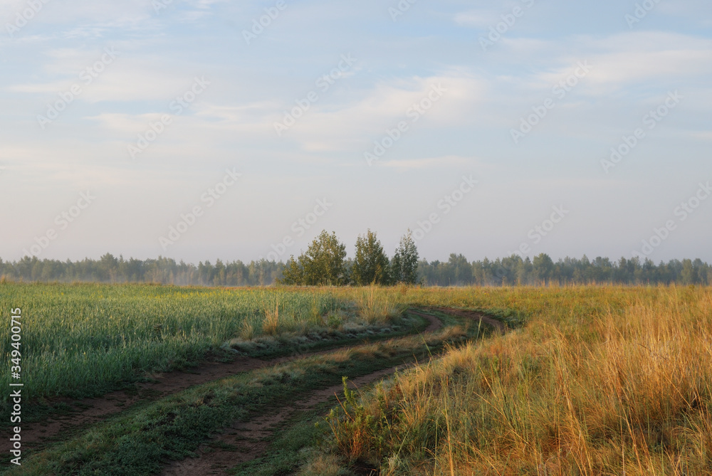 Morning in the field Morning in the field