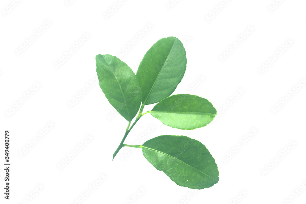 green lemon leaf isolated on white background . nature object for advertising green lemon leaf isolated on white background . nature object for advertising