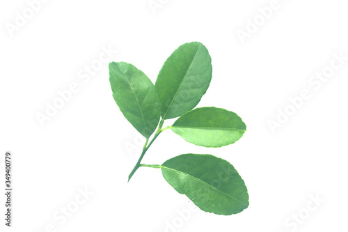 green lemon leaf isolated on white background . nature object for advertising
