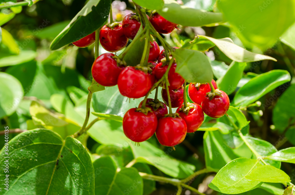 Bunches Of (Malpighia Glabra) Wild Acerola Cherries Bunches Of (Malpighia Glabra) Wild Acerola Cherries