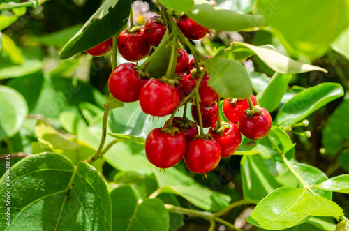 Bunches Of (Malpighia Glabra) Wild Acerola Cherries
