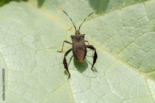 Back Of Leptoglossus Bug On Pumpkin Leaf	 photo