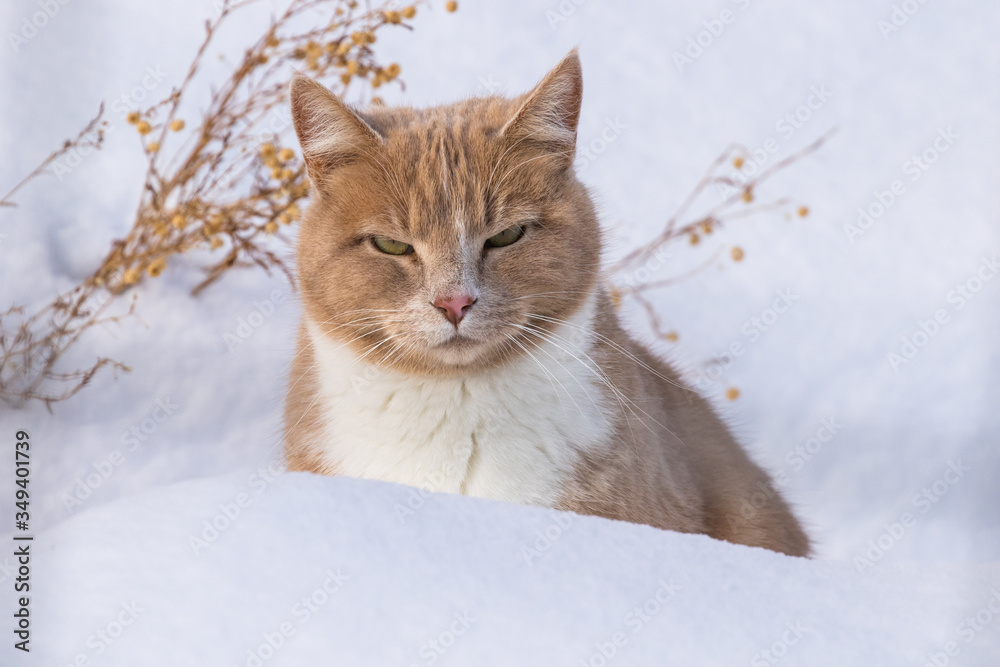 Blondie the Cat Does Not Like Winter