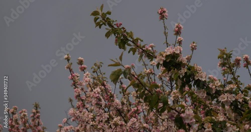 wild flowers against blue sky