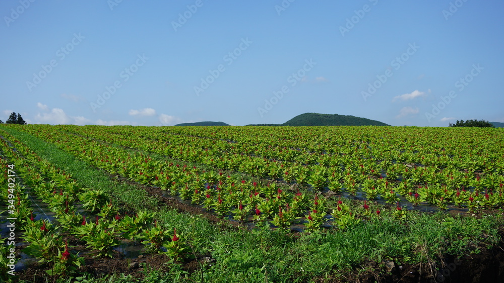 It is a field in Jeju Island, Korea. What do you think they planted? The weather was very sunny.