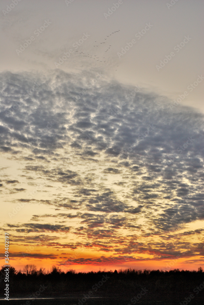 Obraz premium Migratory birds in the autumn evening over the Irtysh River