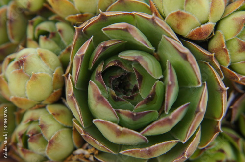 close up of artichokes
