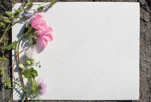 Composizione di fiori e piante spontanee su foglio di carta ruvida, visione dall'alto, piana, fiori e piante spontanee cornice