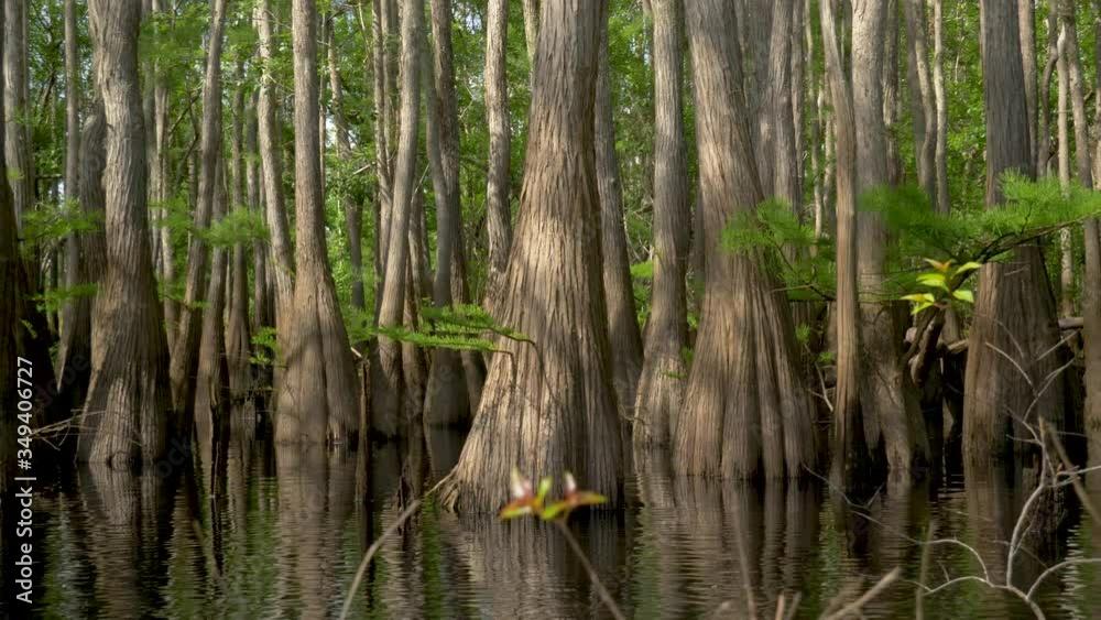 Swamp cypress forest with swollen trunks in a river