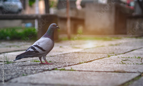 Single pigeon standing on a pavement or sidewalk in the city. Empty old town street with dove or pigeon on a ground. Side view, blurred background, pigeon concept photo.