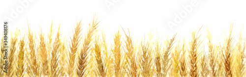 麦畑 水彩イラスト