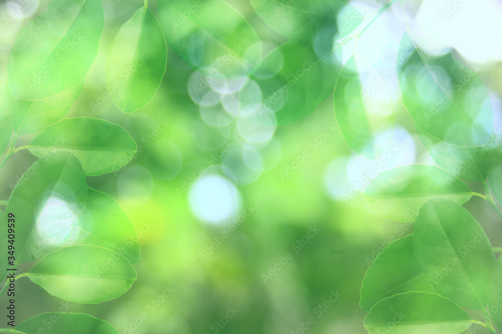 Obraz premium abstract blurred many green leaf on green bokeh background . refreshing nature concept 