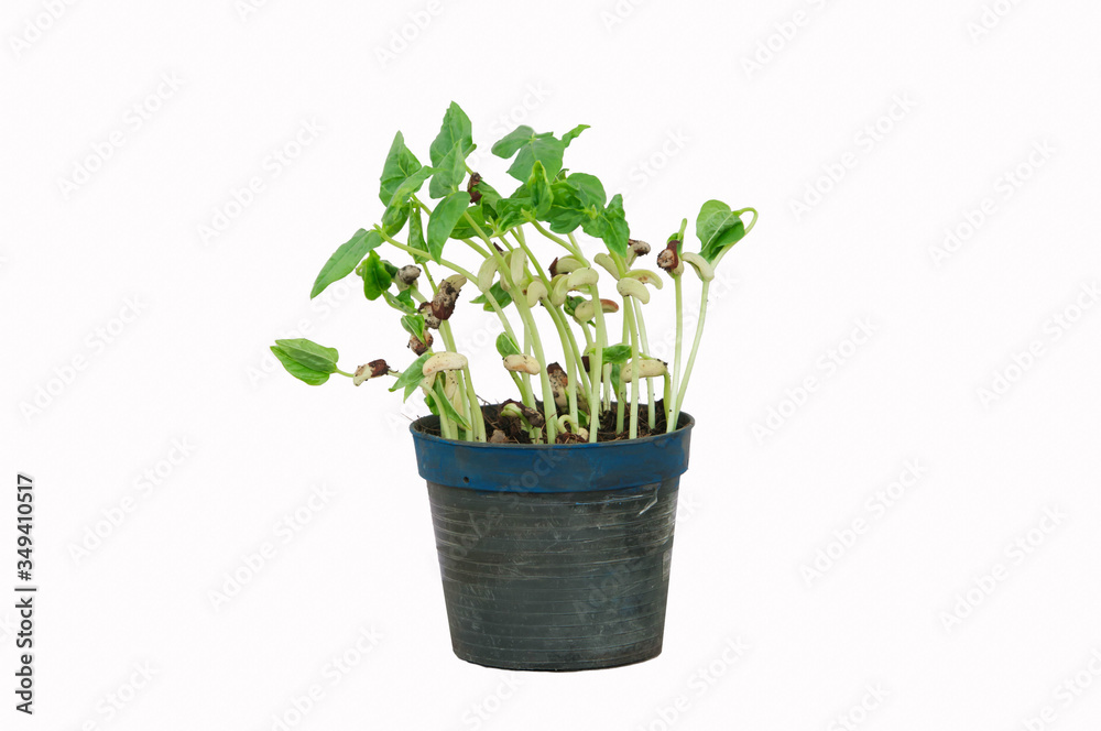 Fototapeta premium green plant in a pot