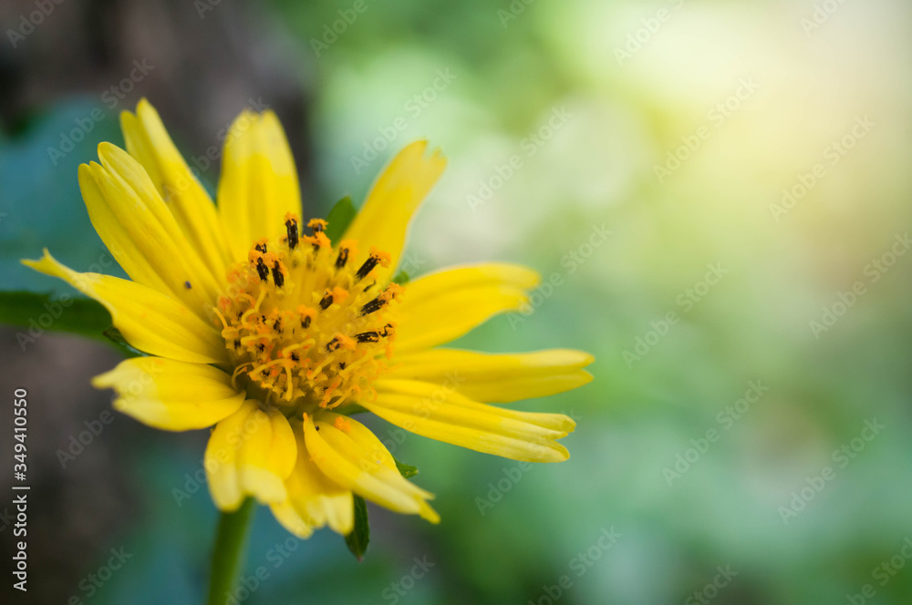 yellow flower in the garden yellow flower in the garden